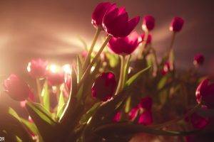 tulips, Flowers, Pink Flowers, Sunlight