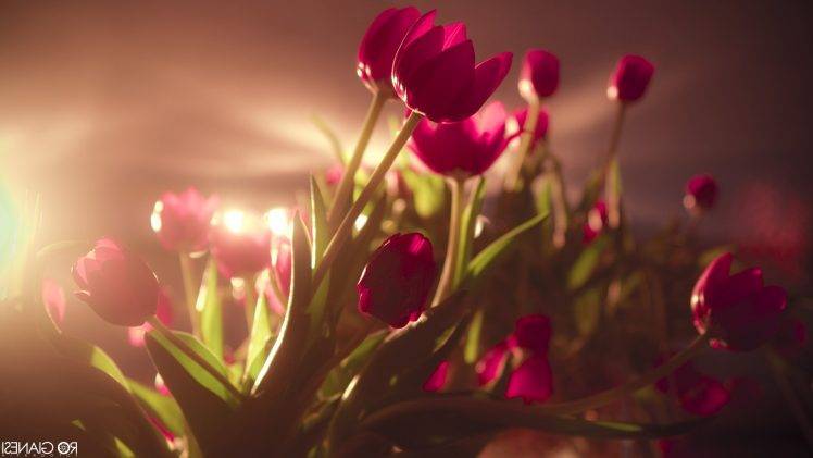 tulips, Flowers, Pink Flowers, Sunlight HD Wallpaper Desktop Background