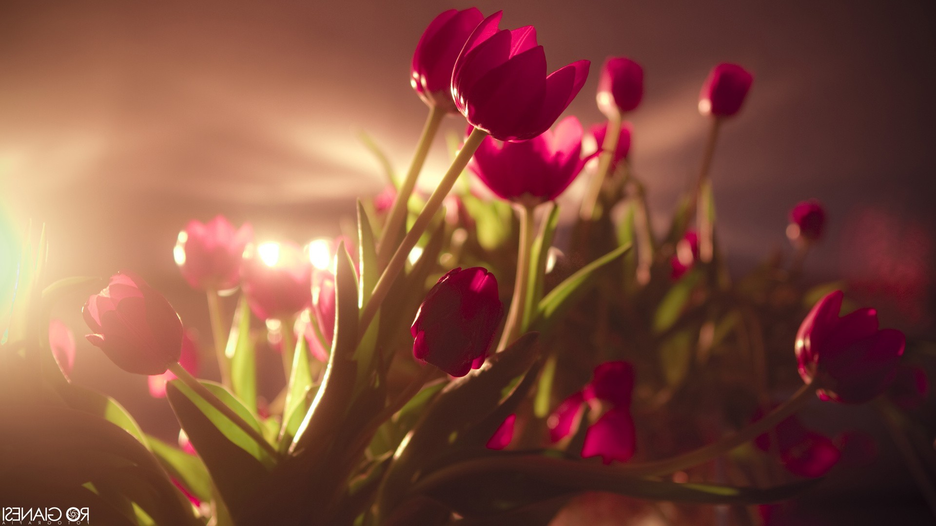 tulips, Flowers, Pink Flowers, Sunlight Wallpaper