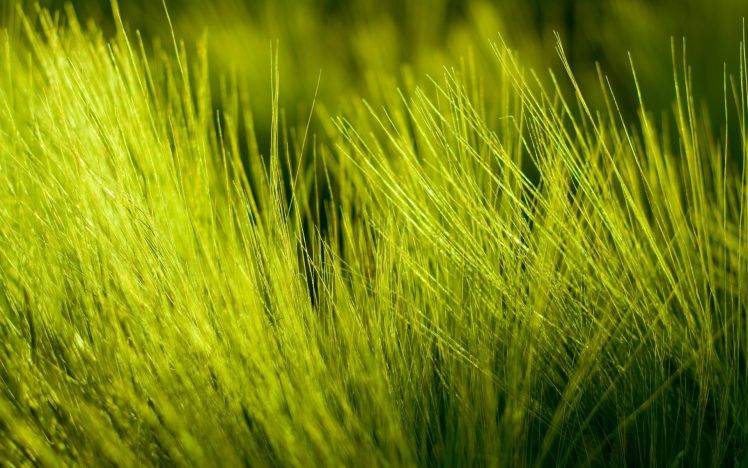 nature, Grass HD Wallpaper Desktop Background