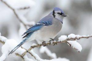 nature, Birds, Snow, Winter