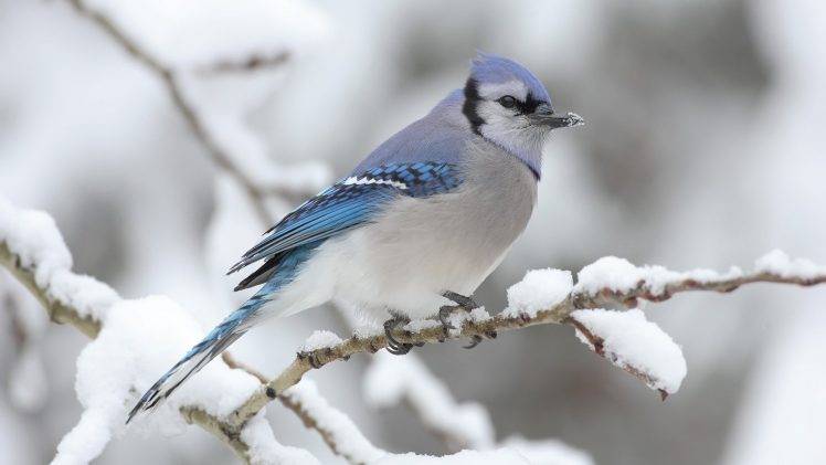nature, Birds, Snow, Winter HD Wallpaper Desktop Background