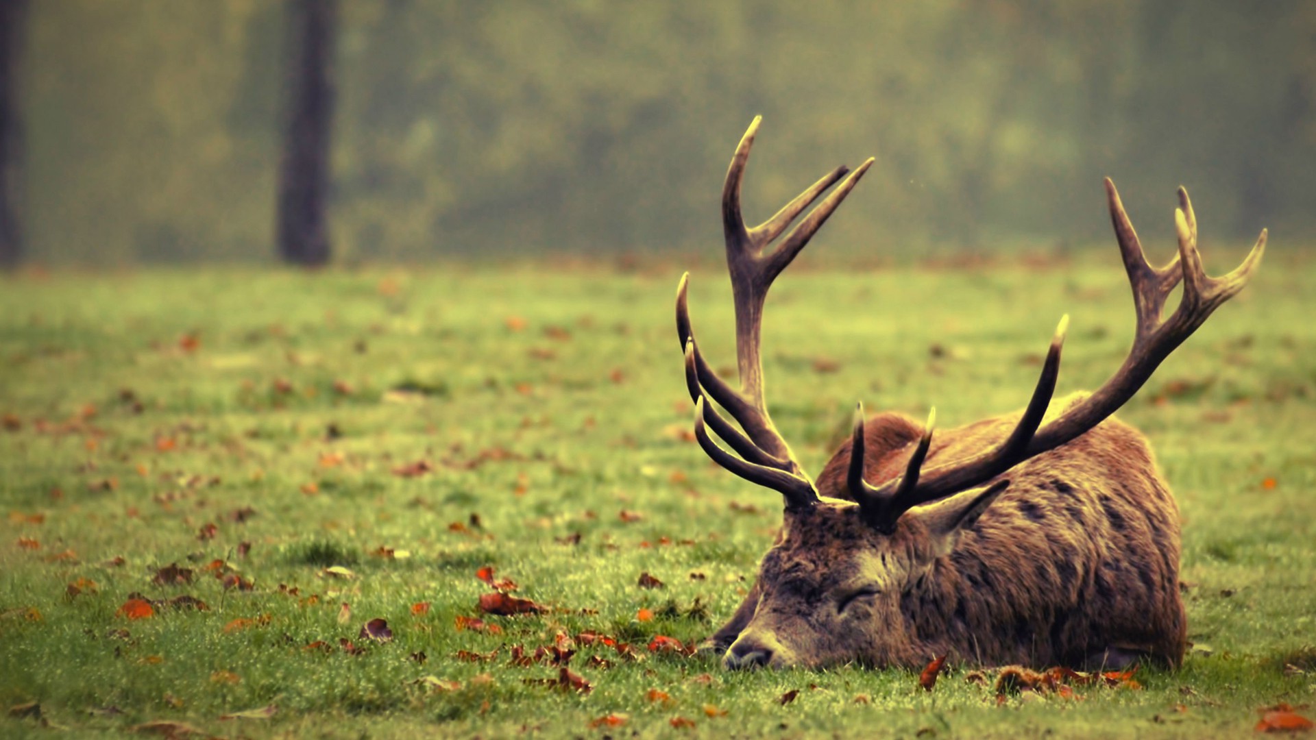 nature, Deer, Sleeping Wallpaper