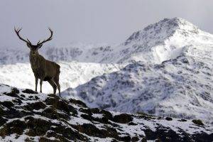 nature, Mountain, Snow, Deer