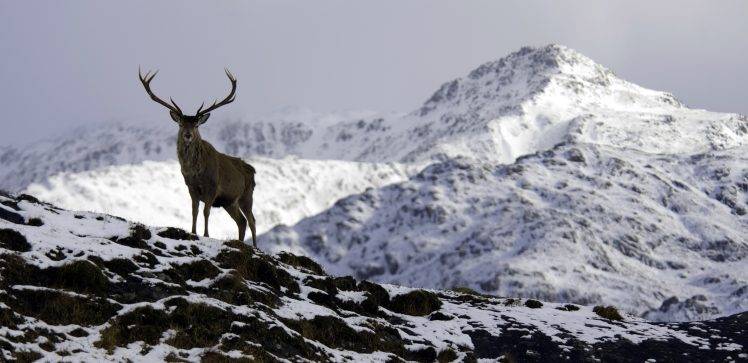 nature, Mountain, Snow, Deer HD Wallpaper Desktop Background