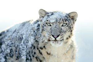 nature, Snow Leopards, Snow, Animals