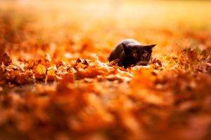 feline, Depth Of Field, Cat, Nature, Leaves, Fall, Animals, Black Cats