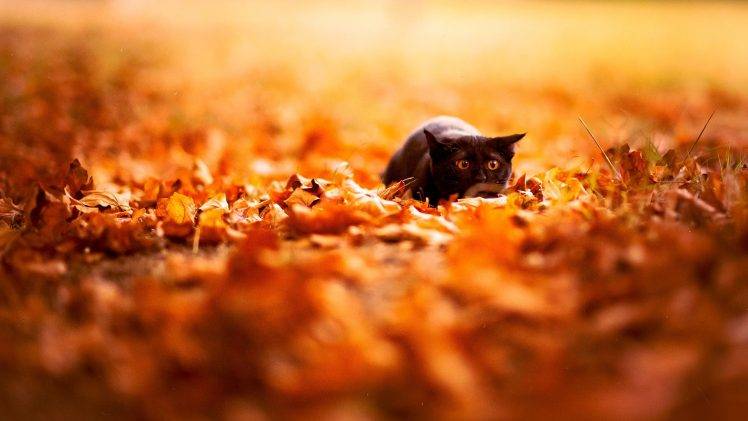 feline, Depth Of Field, Cat, Nature, Leaves, Fall, Animals, Black Cats HD Wallpaper Desktop Background