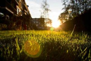 grass, Depth Of Field, Nature, Lens Flare