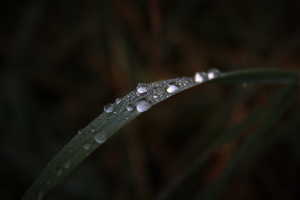 nature, Macro, Water, Rain, Grass, Closeup