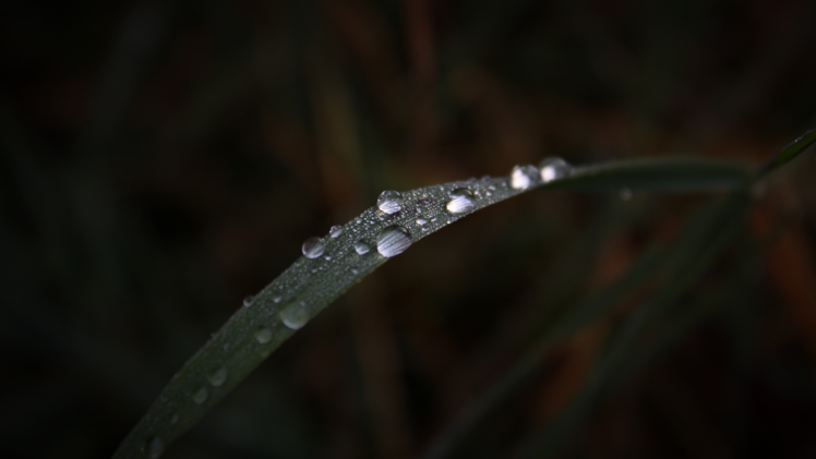 nature, Macro, Water, Rain, Grass, Closeup HD Wallpaper Desktop Background
