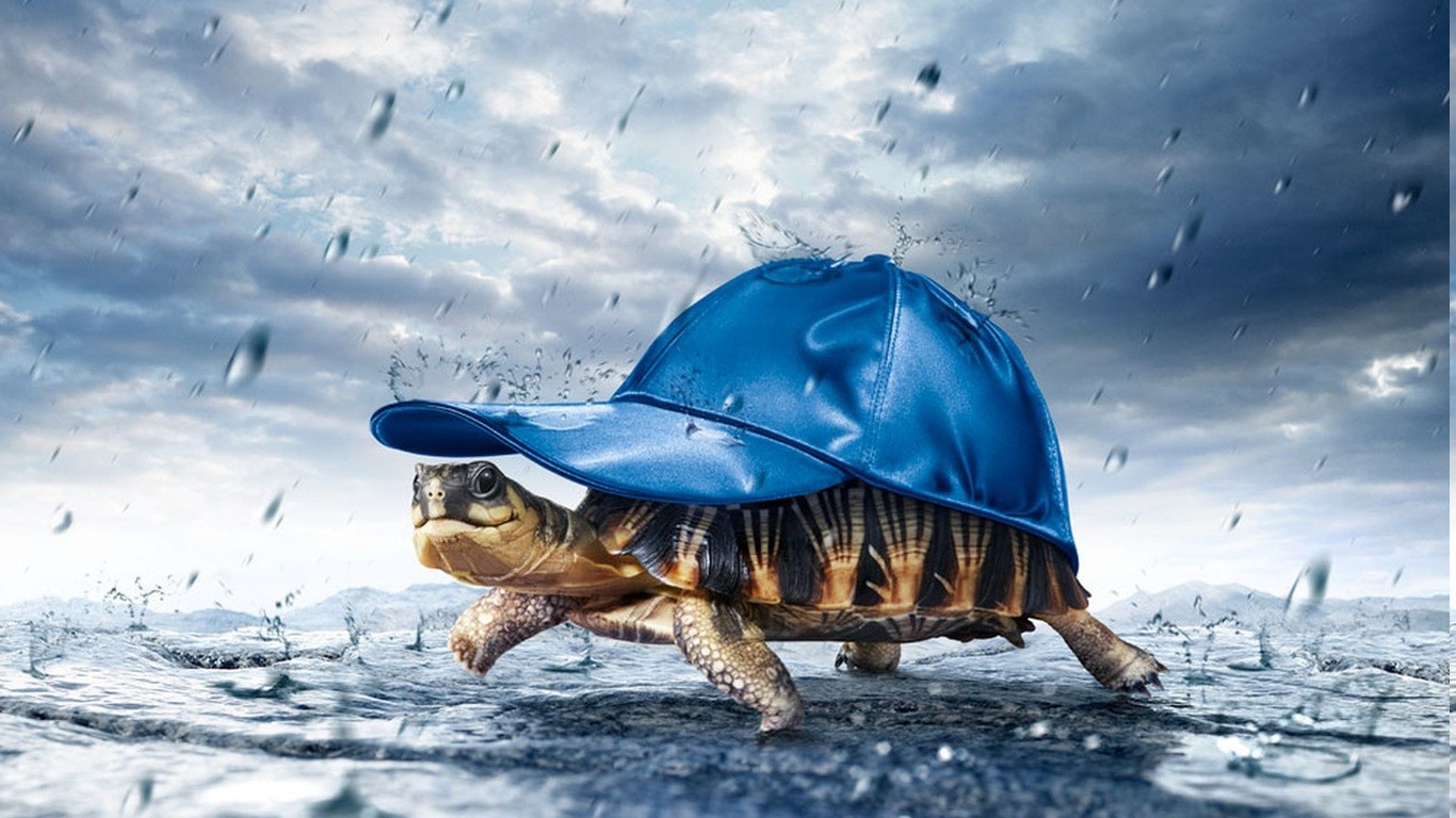 animals, Turtle, Humor Wallpaper