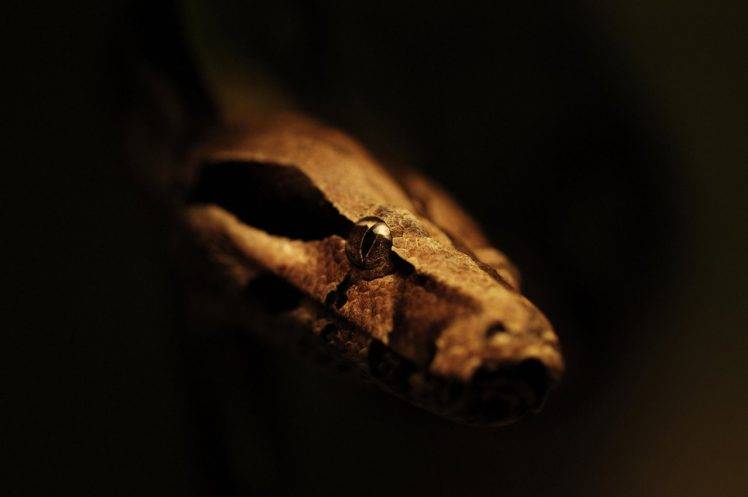 animals, Snake, Depth Of Field HD Wallpaper Desktop Background