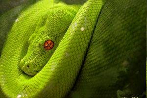 animals, Snake, Reptile, Python