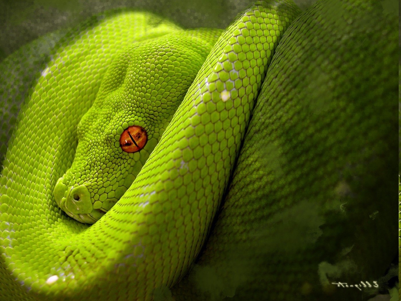 animals, Snake, Reptile, Python Wallpapers HD / Desktop and Mobile