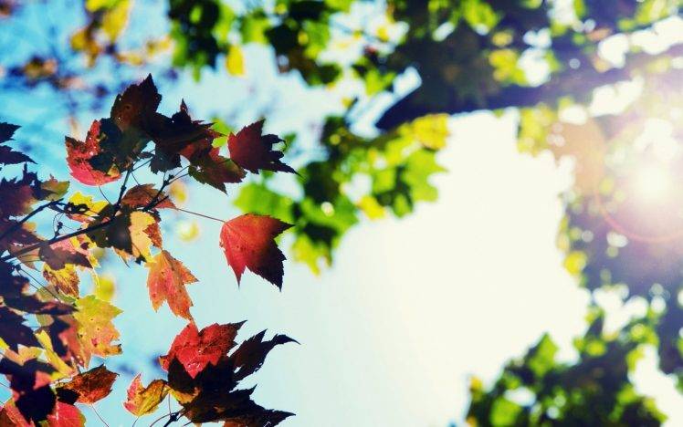 nature, Depth Of Field, Leaves, Fall, Bokeh, Lens Flare HD Wallpaper Desktop Background