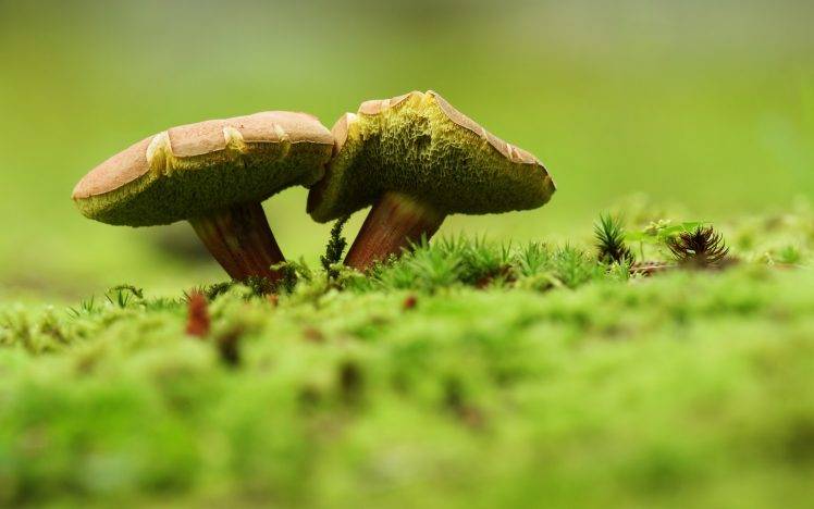 green, Mushroom, Nature, Macro HD Wallpaper Desktop Background
