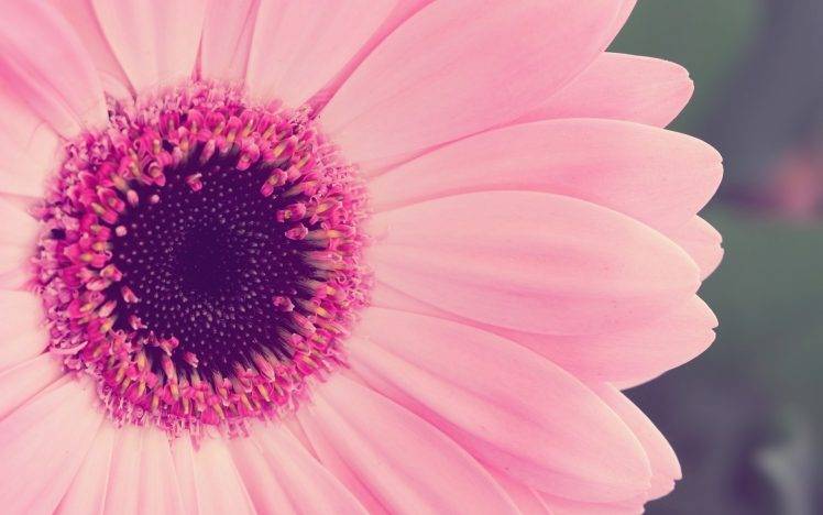 macro, Flowers, Pink Flowers HD Wallpaper Desktop Background