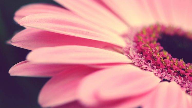 pink Flowers, Macro, Flowers HD Wallpaper Desktop Background