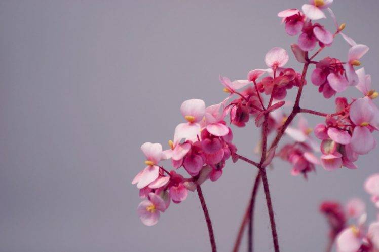 flowers, Pink Flowers HD Wallpaper Desktop Background
