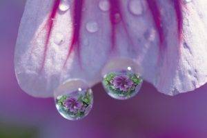 macro, Flowers, Water Drops