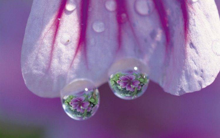 macro, Flowers, Water Drops HD Wallpaper Desktop Background