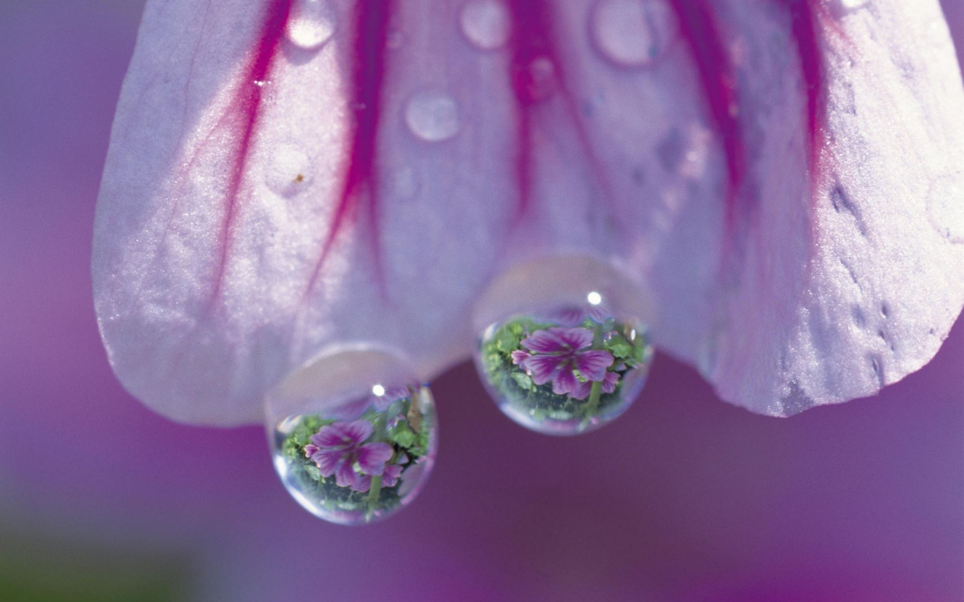 macro, Flowers, Water Drops Wallpaper