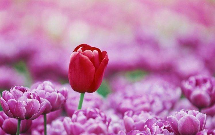 macro, Flowers, Tulips HD Wallpaper Desktop Background