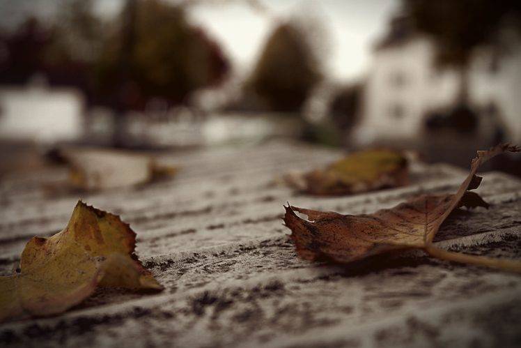 leaves, Nature, Fall, Plants, Blurred HD Wallpaper Desktop Background