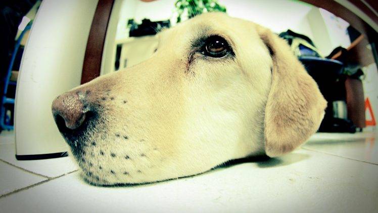dog, Fisheye Lens, Animals HD Wallpaper Desktop Background