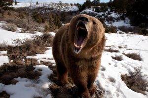 Grizzly Bears, Bears, Animals, Snow