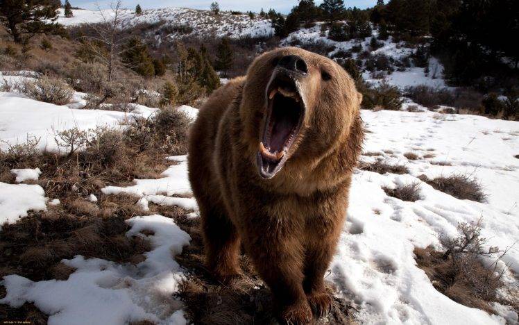 Grizzly Bears, Bears, Animals, Snow HD Wallpaper Desktop Background