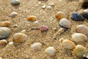 sand, Seashells, Nature