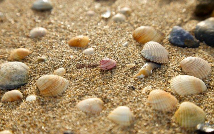 sand, Seashells, Nature HD Wallpaper Desktop Background