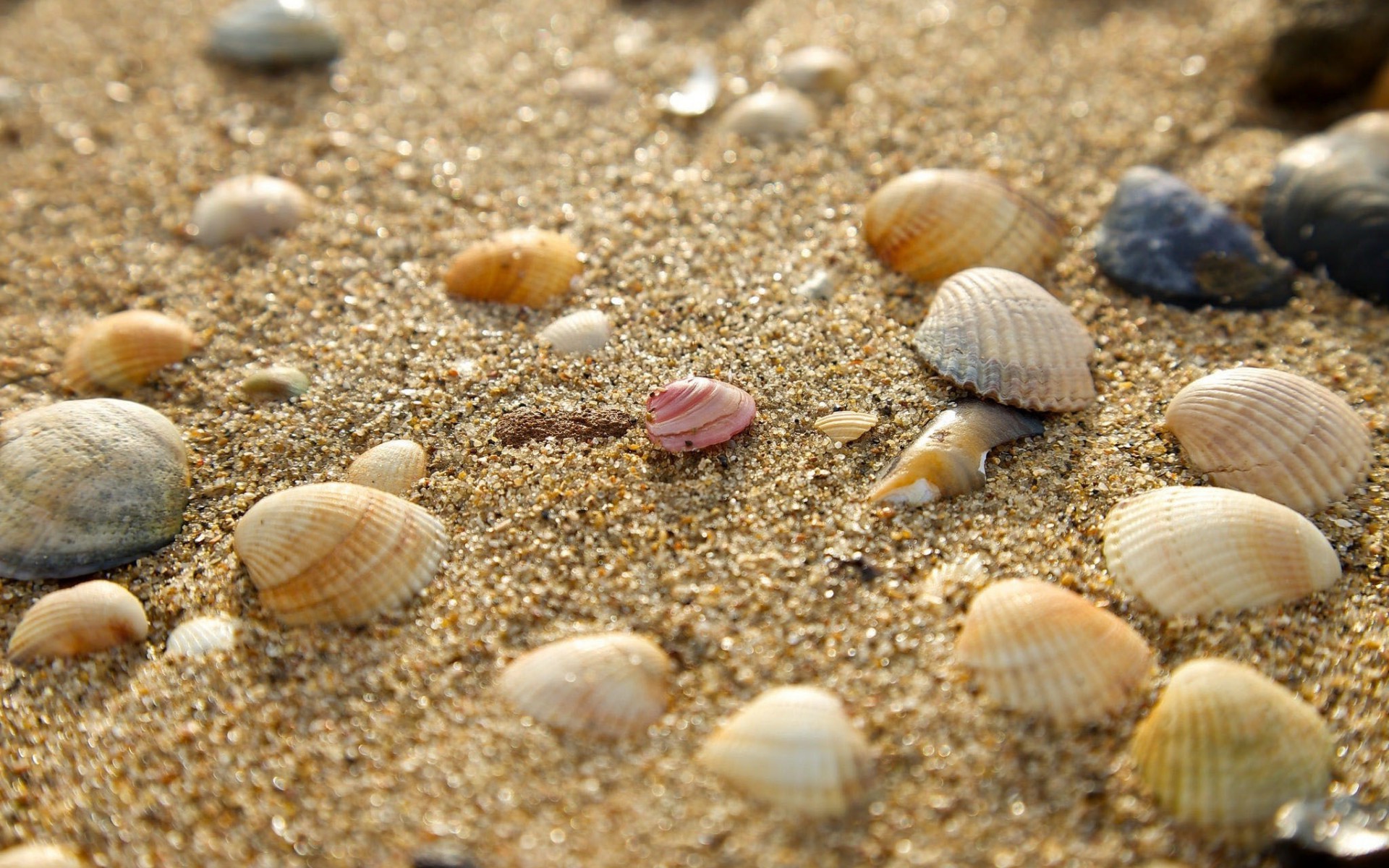 sand, Seashells, Nature Wallpaper