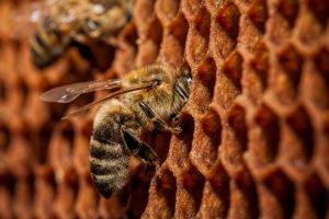 bees, Animals, Macro