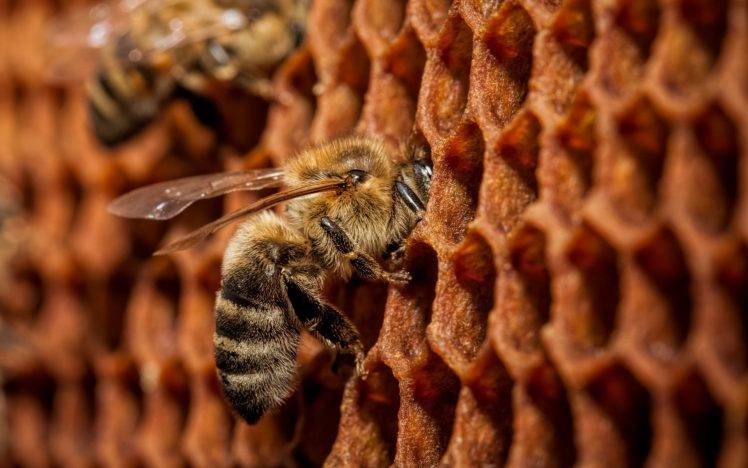 bees, Animals, Macro HD Wallpaper Desktop Background