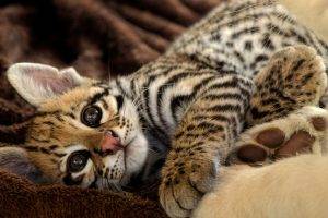 animals, Feline, Leopard, Baby Animals