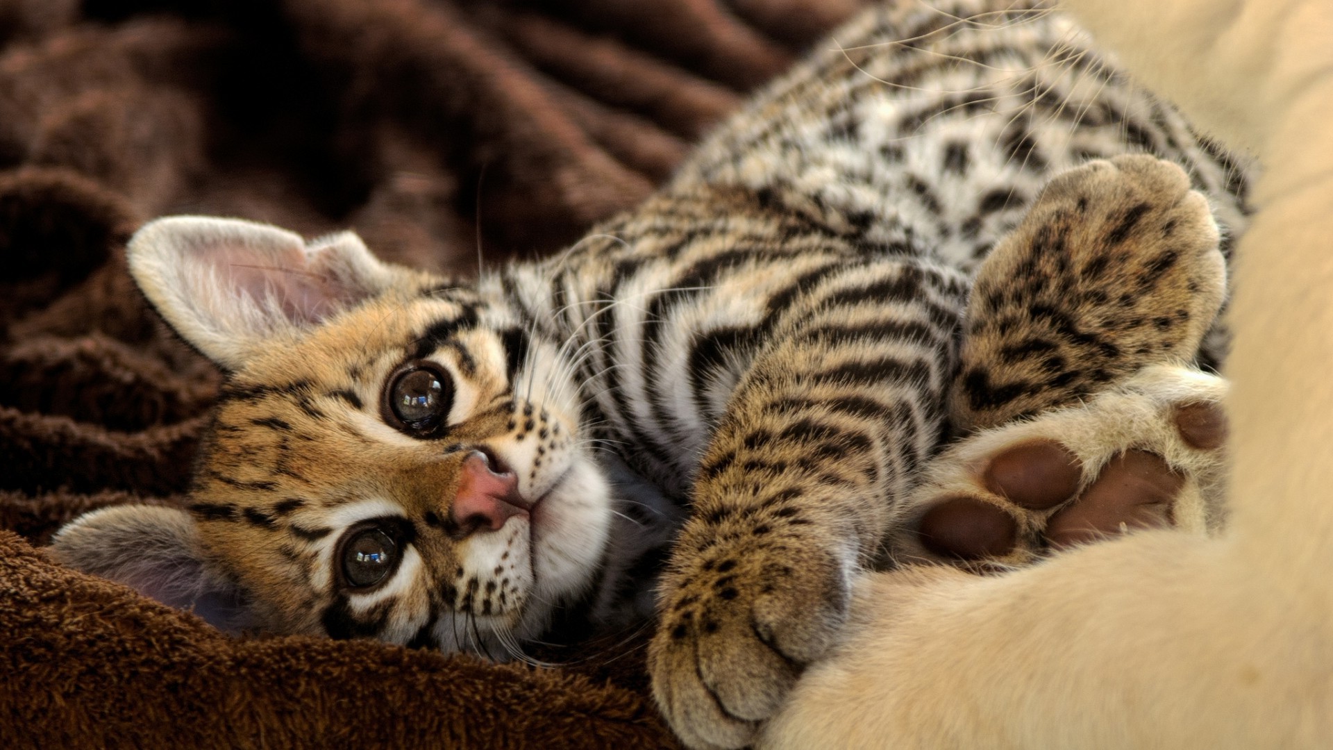animals, Feline, Leopard, Baby Animals Wallpaper