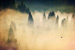 nature, Forest, Trees, Mist, Fall