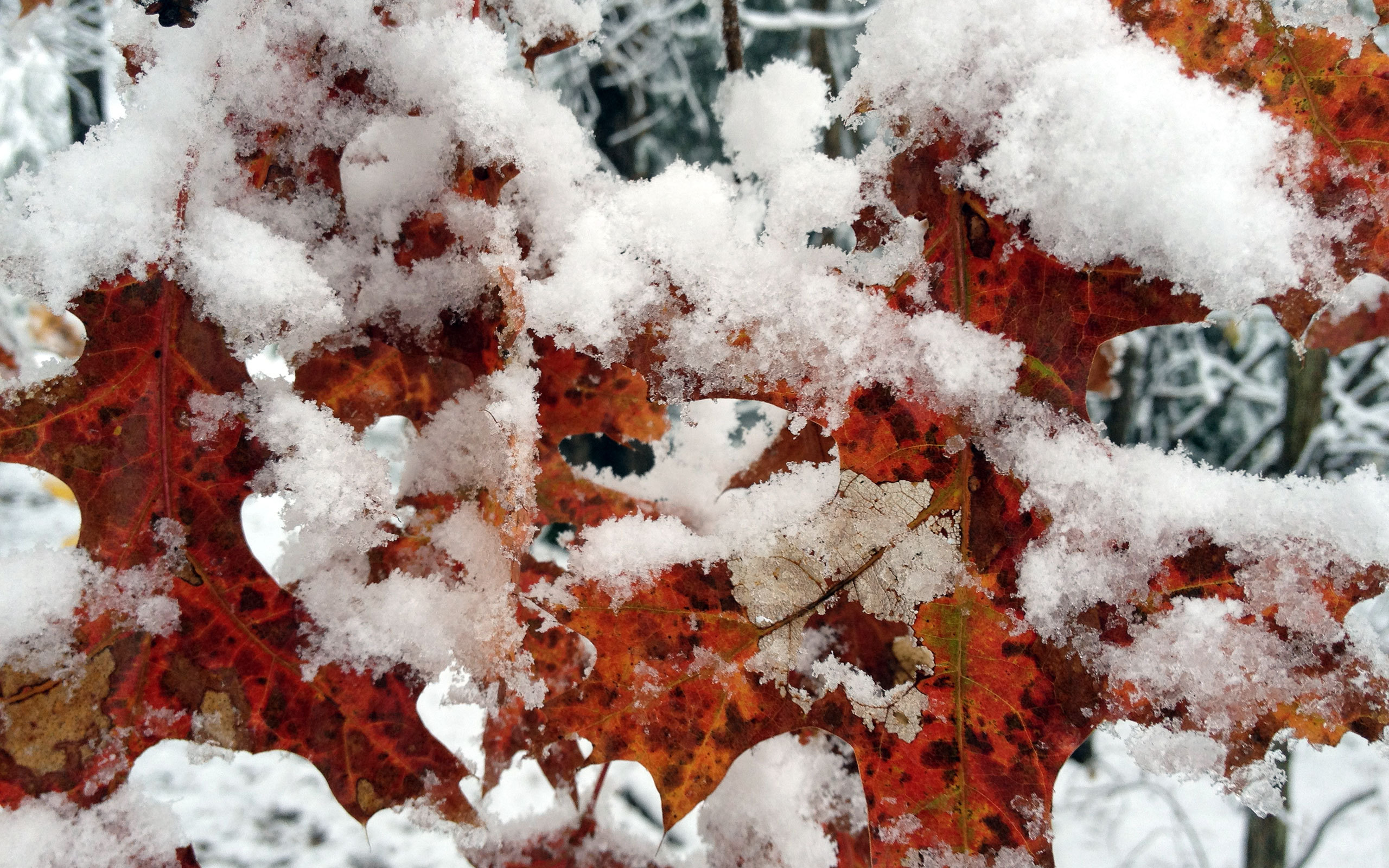 winter, Leaves, Trees, Snow, Photography, Nature Wallpaper