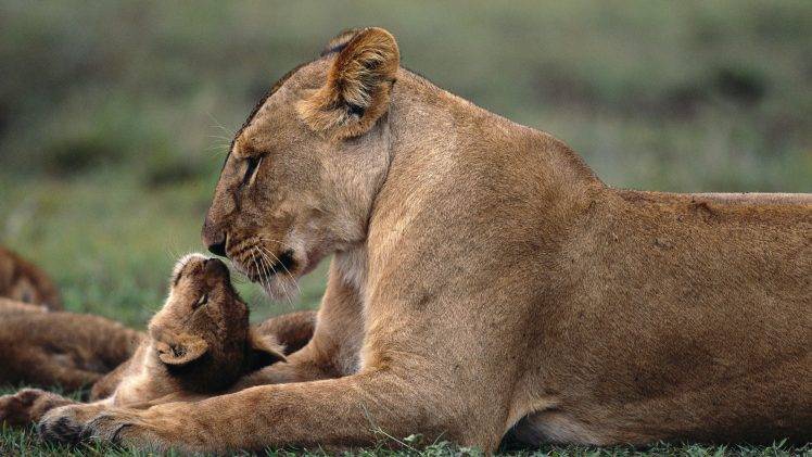 lion, Animals, Baby Animals HD Wallpaper Desktop Background