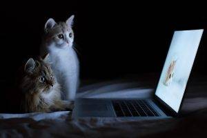 cat, Laptop, Humor, Bed
