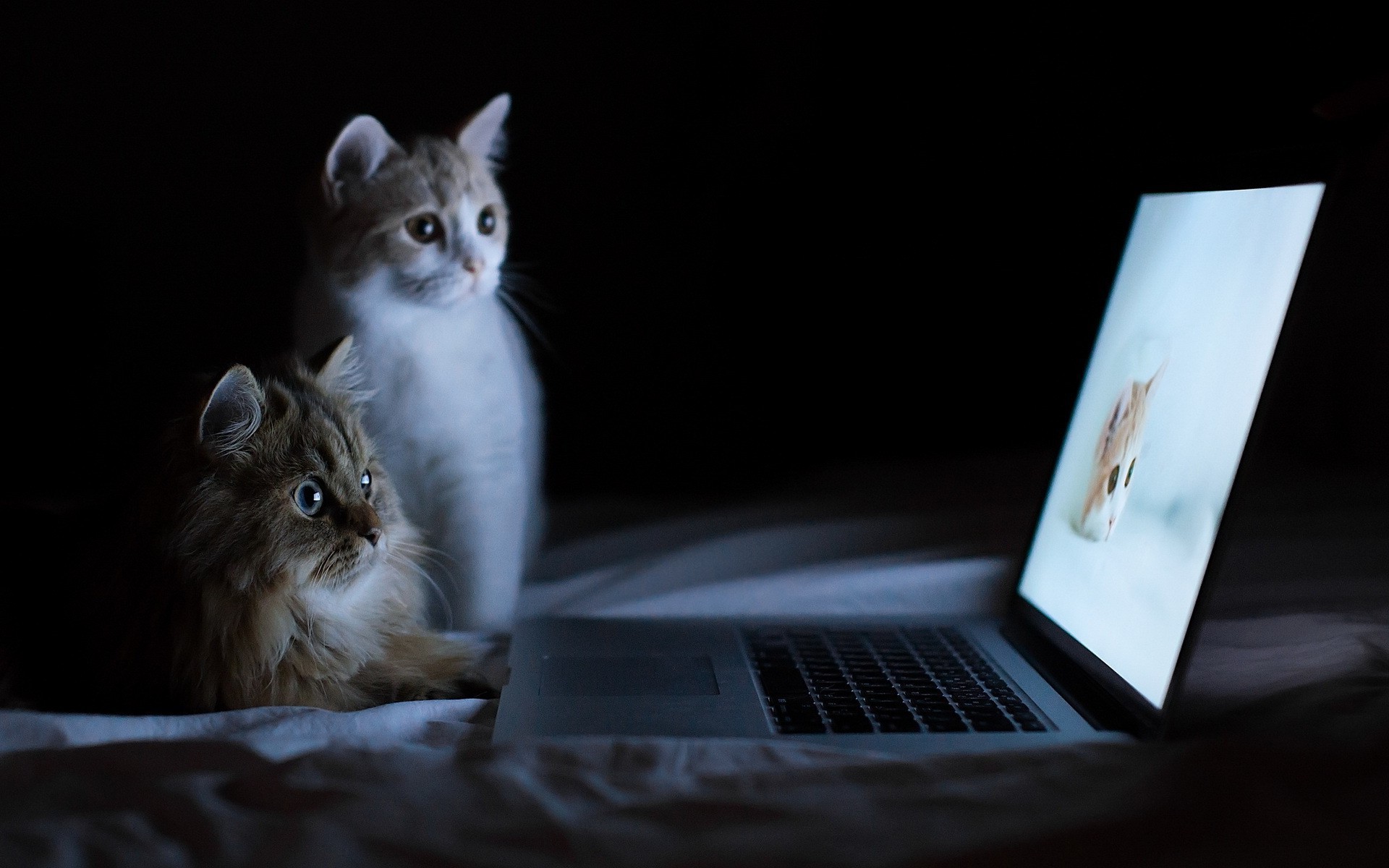 cat, Laptop, Humor, Bed Wallpapers HD / Desktop and Mobile