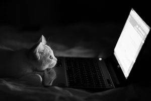 cat, Laptop, Humor, Monochrome, Bed