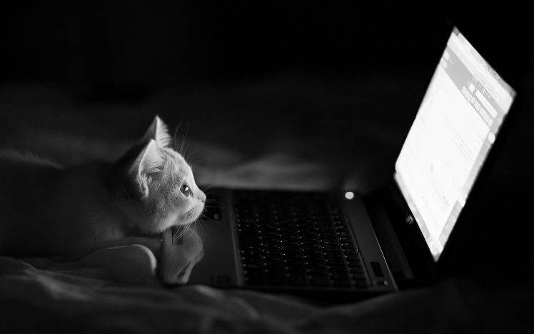 cat, Laptop, Humor, Monochrome, Bed HD Wallpaper Desktop Background