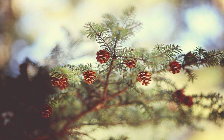 pine Cones, Nature, Trees, Depth Of Field HD Wallpaper Desktop Background