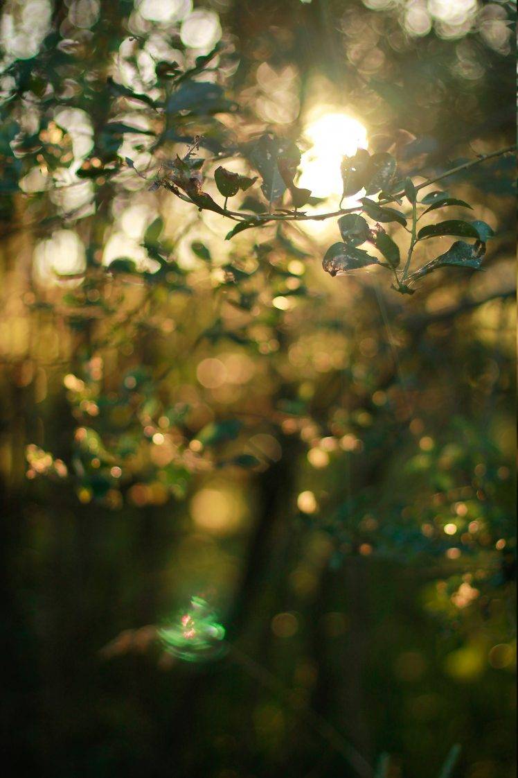 nature, Trees, Leaves, Landscape HD Wallpaper Desktop Background