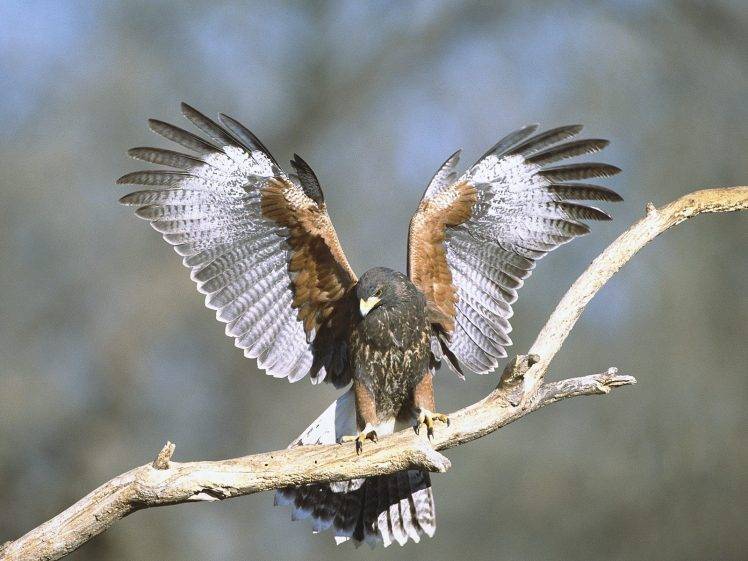 hawks, Nature, Birds, Wings HD Wallpaper Desktop Background