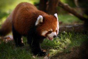 animals, Nature, Red Panda